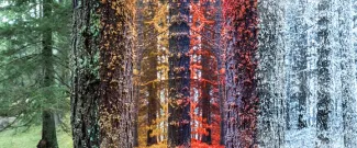 forest trees transitioning through the seasons